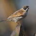 REED BUNTING by markp