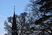 12th Feb 2016 - steeple and trees