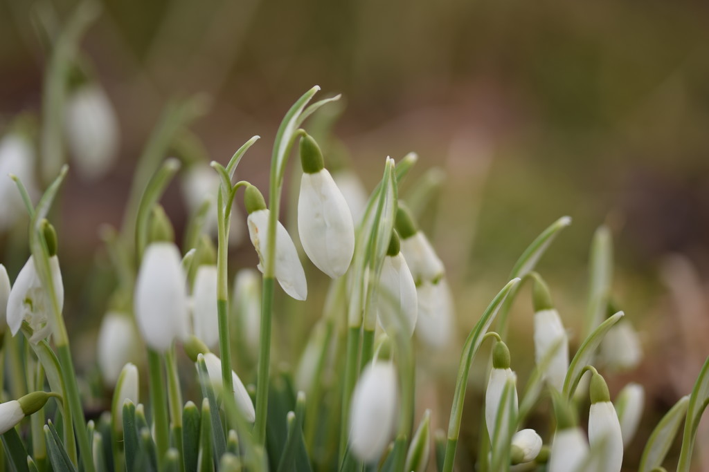 snowdrops by christophercox
