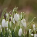 snowdrops by christophercox