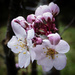 Plum Blossoms  by jgpittenger