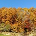 Fall Foliage by steelcityfox