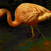 Belated Flamingo Friday by joysfocus