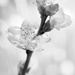 2016-02-13 peach blossom by mona65