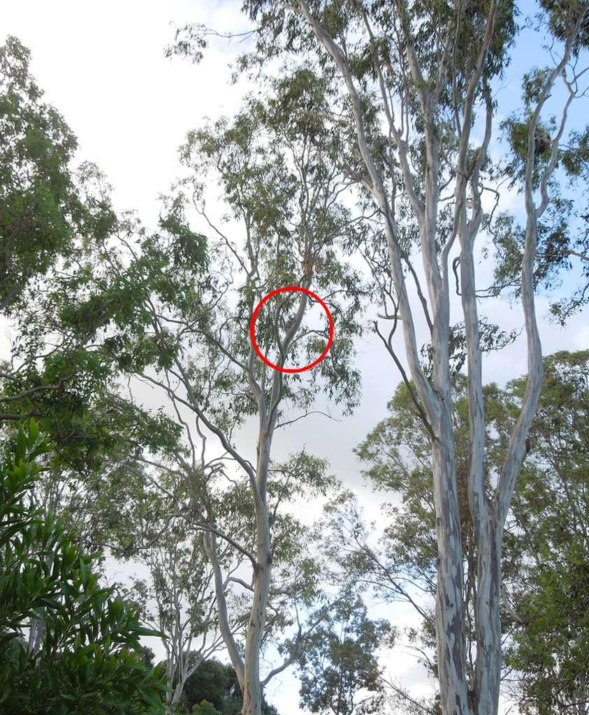 Here's Mist by koalagardens