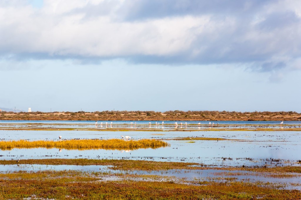 Flamingoes in the wetlands by seacreature