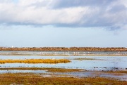 13th Feb 2016 - Flamingoes in the wetlands