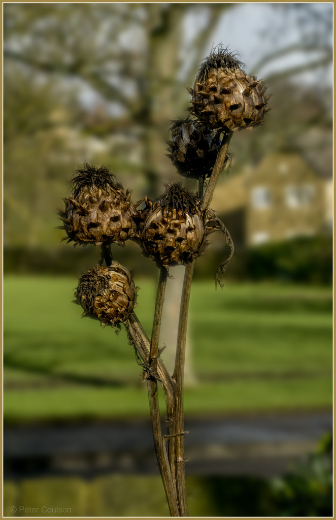 Seed Pod? by pcoulson