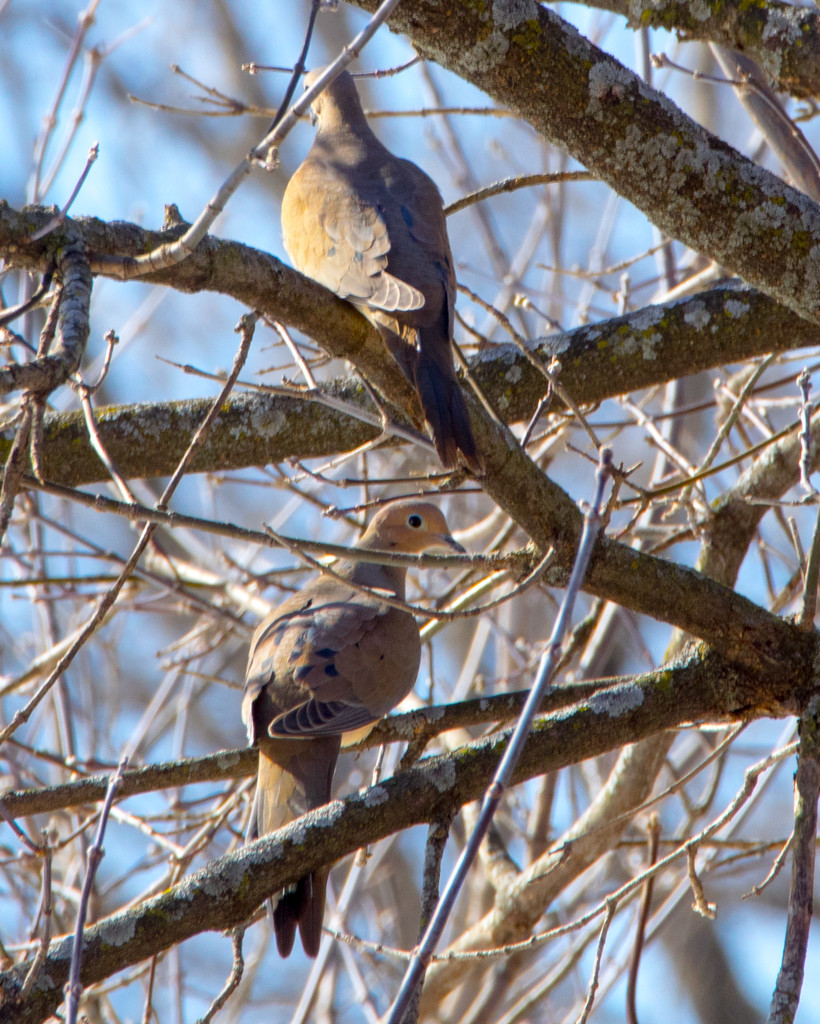 Mourning Doves by rminer