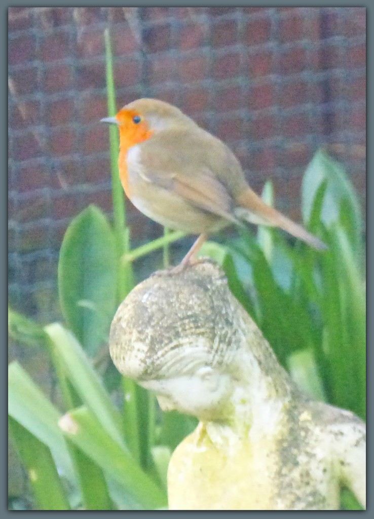 Robin and the Lady .  by beryl