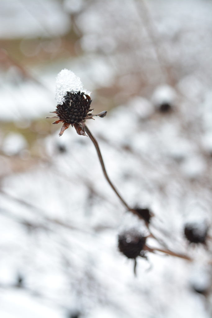 wintergarden by studiouno