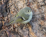 13th Feb 2016 - Ruby-crowned Kinglet