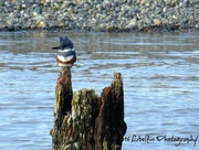 6th Feb 2016 - Female Belted Kingfisher