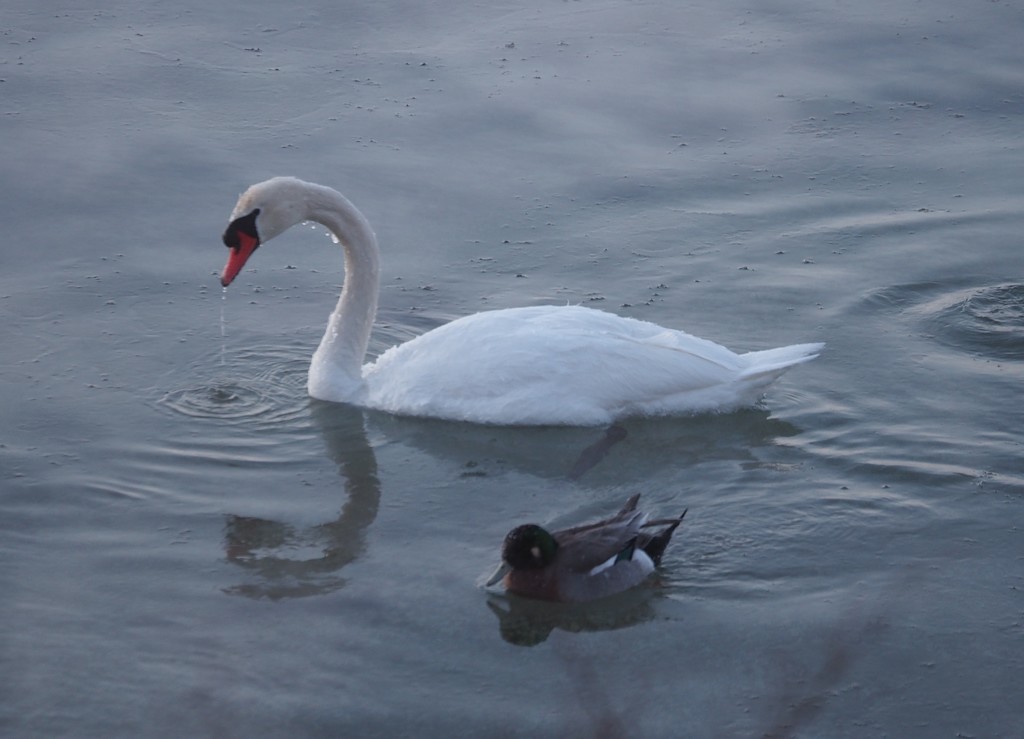 Swan and Duck by selkie