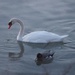 Swan and Duck by selkie