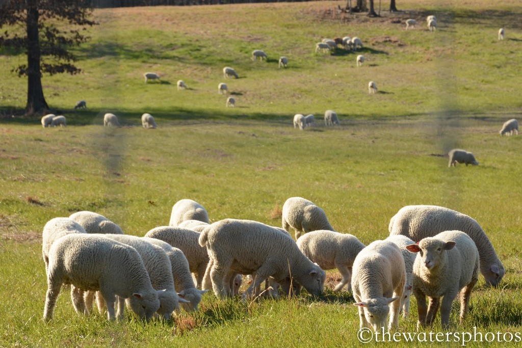 Randle Farms Sheep by thewatersphotos