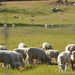 Randle Farms Sheep by thewatersphotos