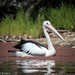 Pelican beauty by flyrobin