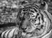 13th Feb 2016 - tiger, tiger ...