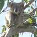 seriously? by koalagardens
