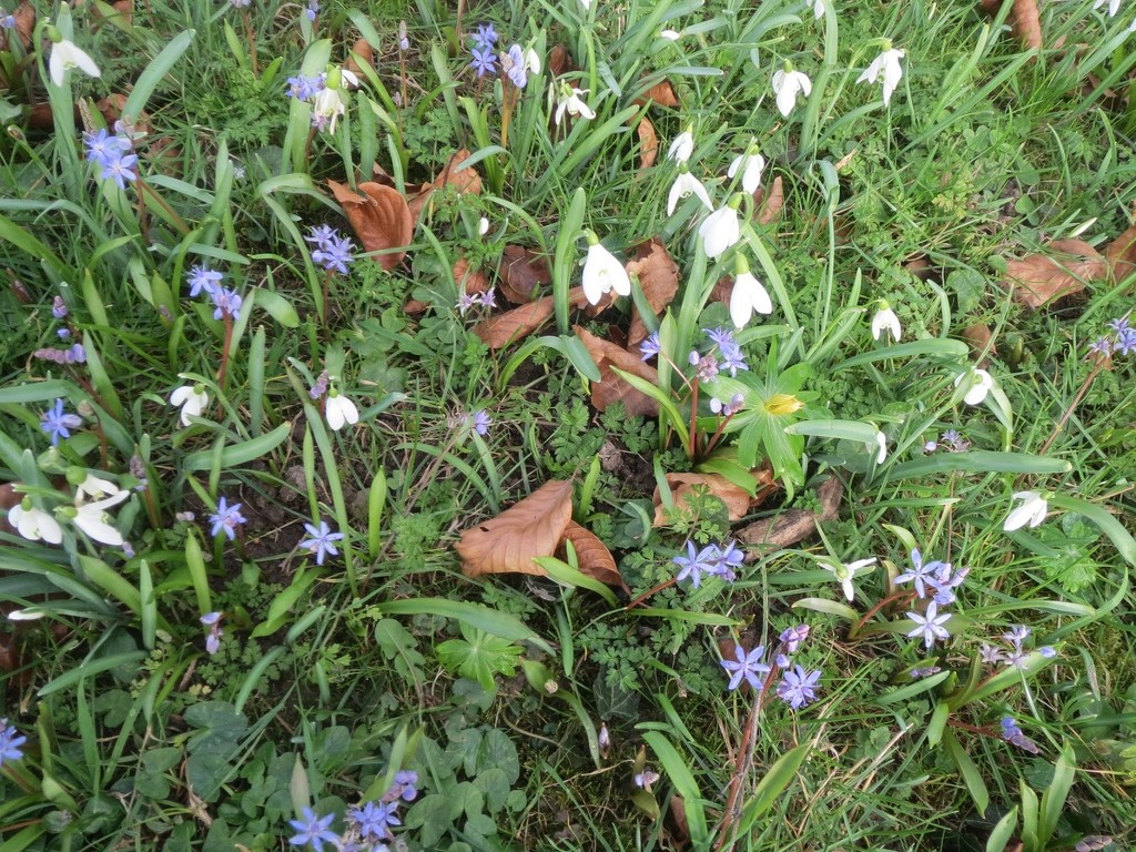 Dead Leaves on Spring Flowers by foxes37