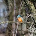 2016 02 14 - Kingfisher by pixiemac