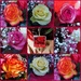 Roses for a rose by laroque