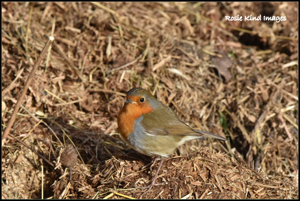 My friendly Wood Lane robin by rosiekind