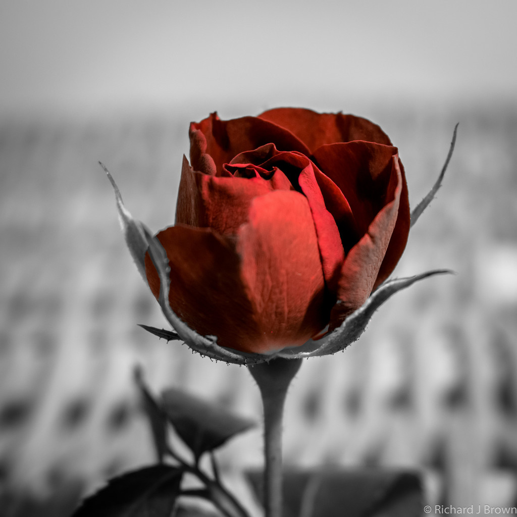 Red rose by rjb71