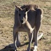 Kangaroo by sugarmuser