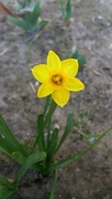 11th Feb 2016 - Daffodil
