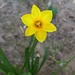 Daffodil by mariaostrowski
