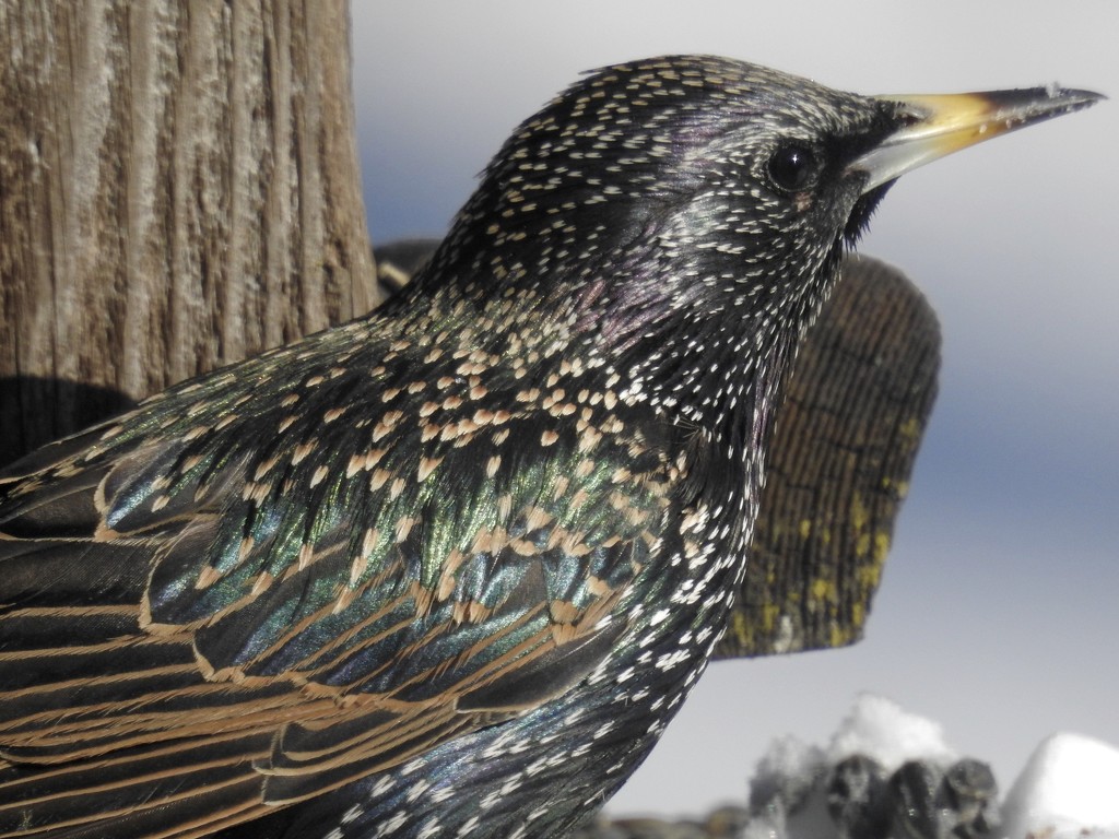 european starling by amyk