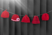 14th Feb 2016 - Flash of Little Red Hats
