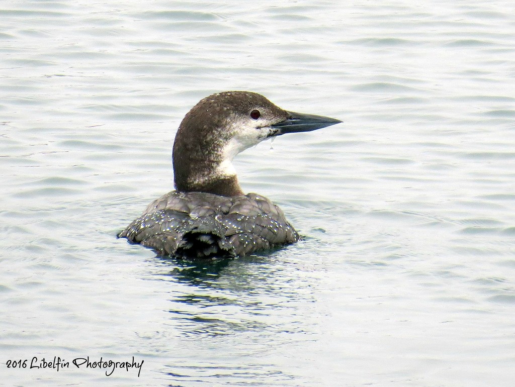 Non-Breeding Pacific Loon by kathyo