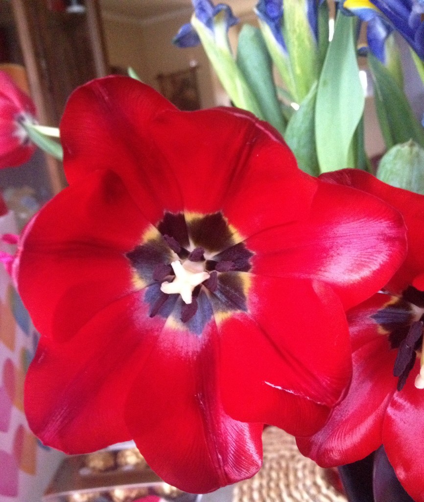 Tulip... by bellasmom
