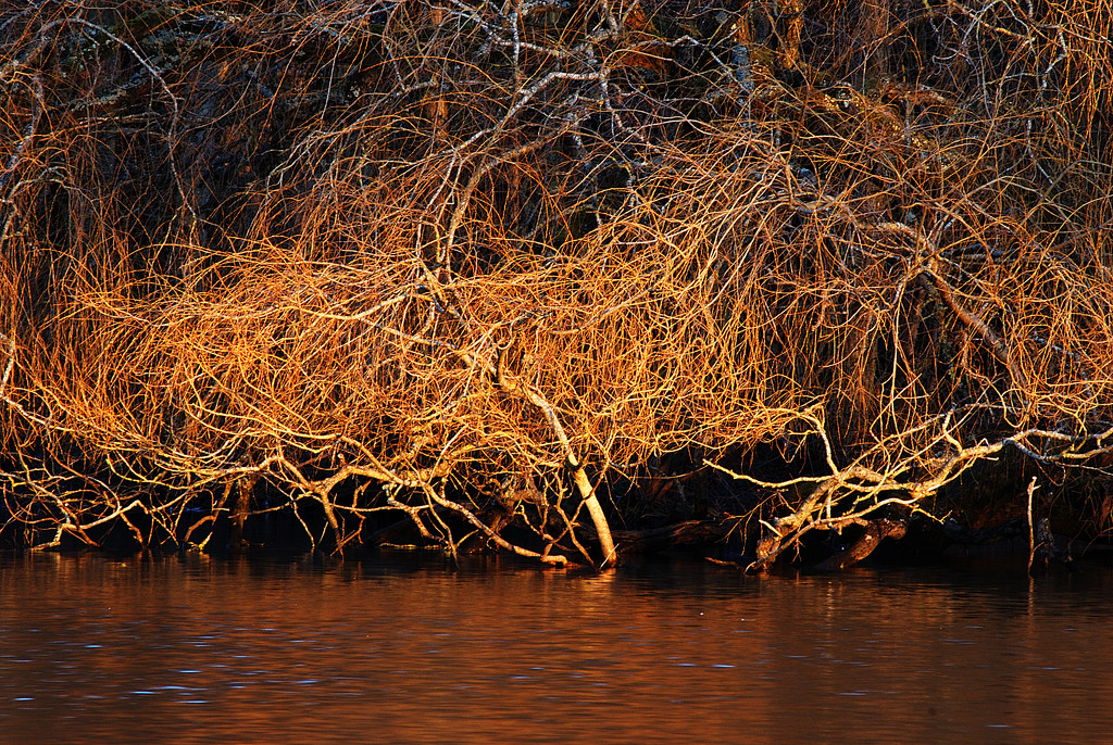 Orange swamp tangle by davidrobinson