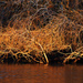 Orange swamp tangle by davidrobinson
