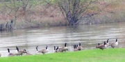 16th Feb 2016 - Geese on the swollen river Severn !