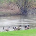 Geese on the swollen river Severn ! by beryl