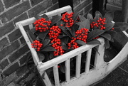 15th Feb 2016 - flash-of-red berries.....