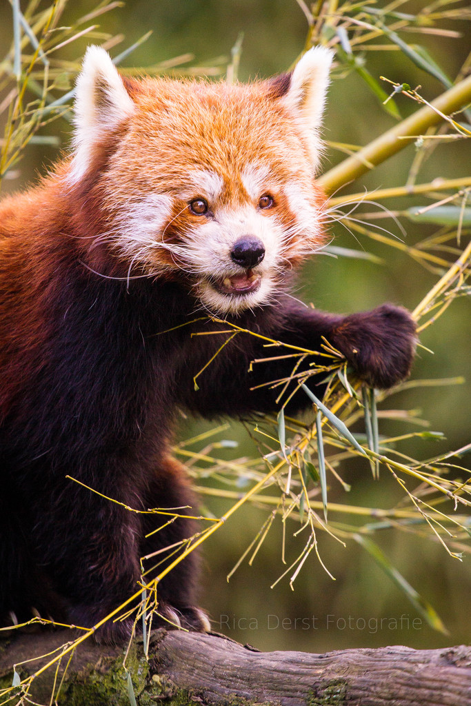 red panda #232 by ricaa