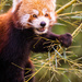 red panda #232 by ricaa