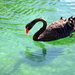 Black Swan_DSC3494 by merrelyn