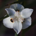 White Iris by fillingtime