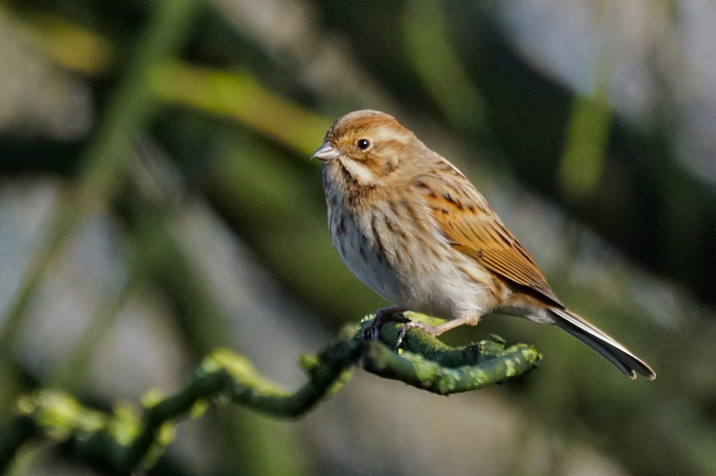 REED BUNTING - FEMALE by markp