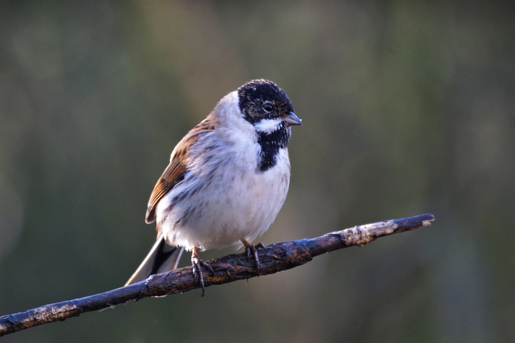 REED BUNTING - MALE by markp