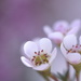 Trio of tiny flowers by ziggy77