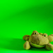 (Day 1) - Frogginess by cjphoto