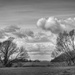Two Trees   by judithdeacon